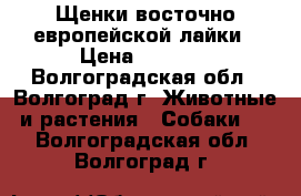 Щенки восточно-европейской лайки › Цена ­ 3 000 - Волгоградская обл., Волгоград г. Животные и растения » Собаки   . Волгоградская обл.,Волгоград г.